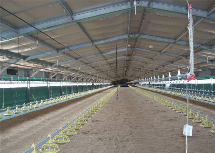 Chicken_ Farm_Poultry_Steel_Structure_Building_Project_Fiji_2_building_in_Use